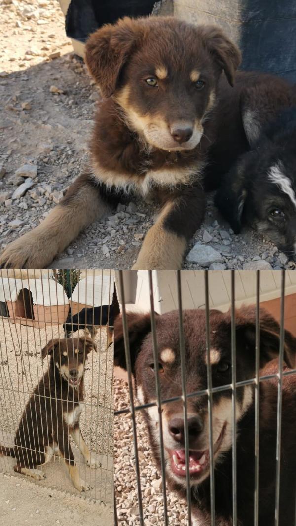 Carlotta, meticcio, 4 anni, taglia medio-grande Foto 3